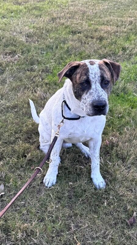 Enlarge Mookie, a Adoptable Australian Cattle Dog / Blue Heeler in Austin, TX image 4/6