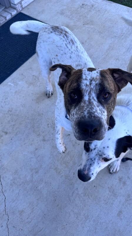 Enlarge Mookie, a Adoptable Australian Cattle Dog / Blue Heeler in Austin, TX image 6/6