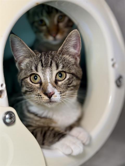 BILLIE, Adoptable, Kitten Female Domestic Short Hair.