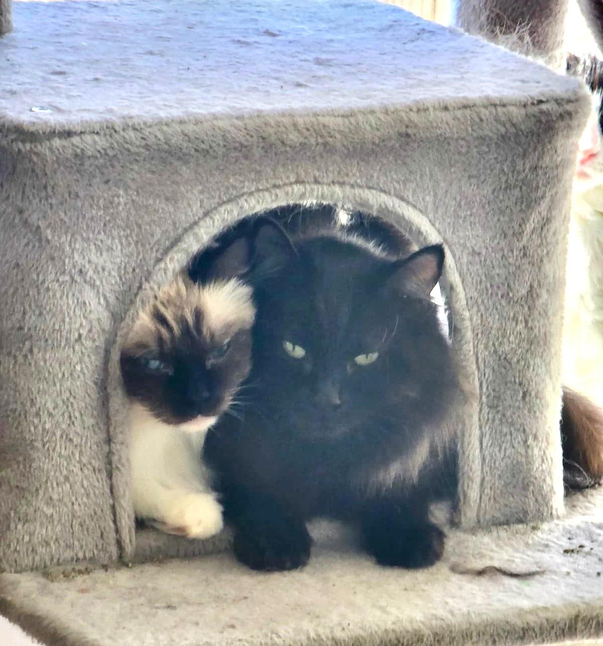 Dahlia (Bonded with Poppy), Adoptable, Adult Female Ragdoll.