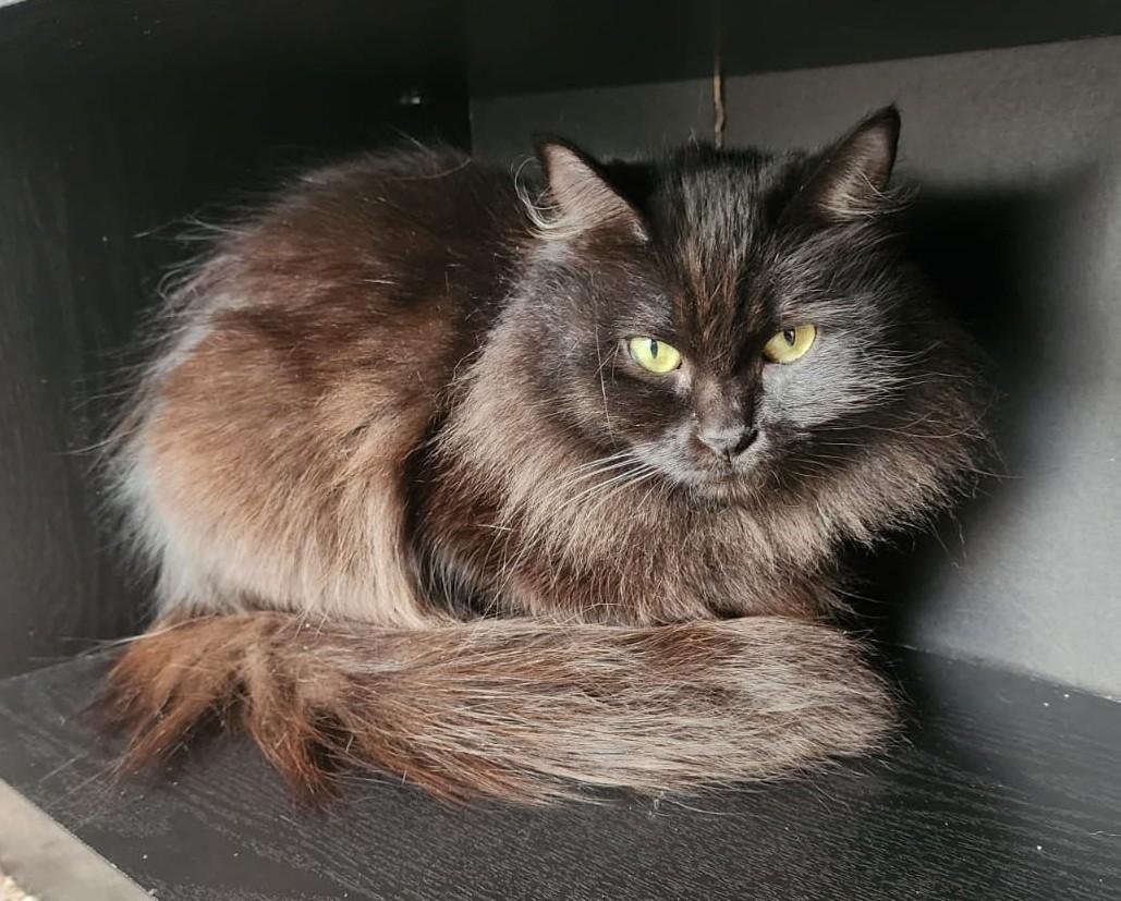 Dahlia (Bonded with Poppy), a Adoptable Ragdoll in Bentonville, AR image 3/5