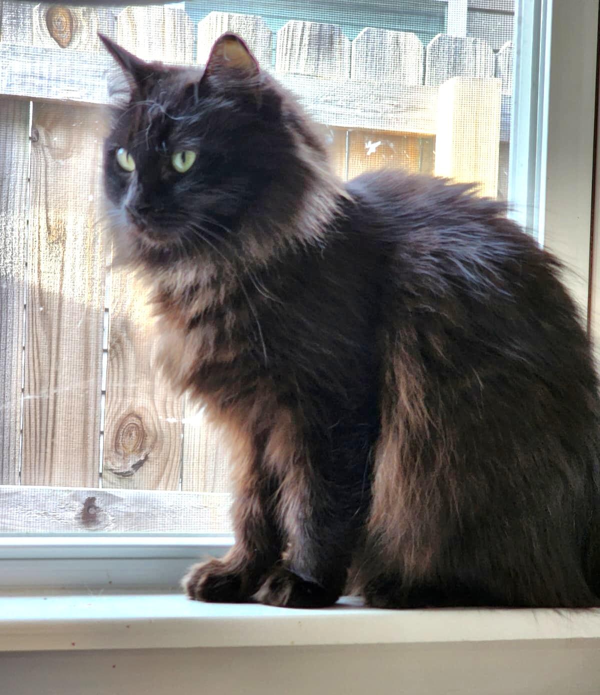 Dahlia (Bonded with Poppy), a Adoptable Ragdoll in Bentonville, AR image 4/5