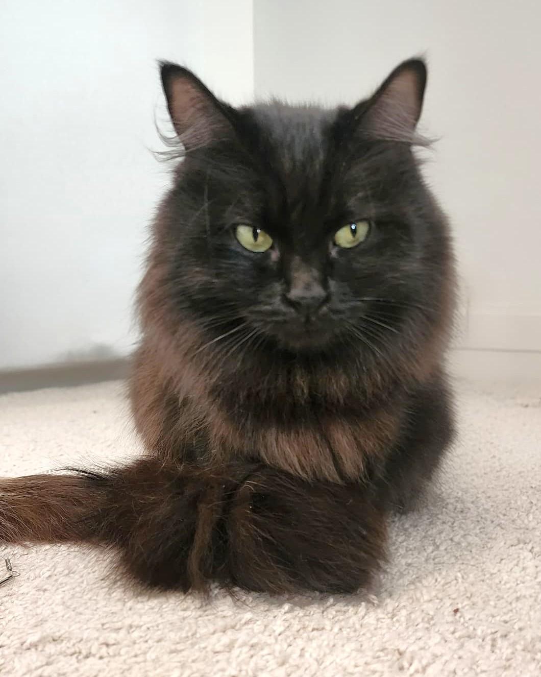 Dahlia (Bonded with Poppy), a Adoptable Ragdoll in Bentonville, AR image 5/5