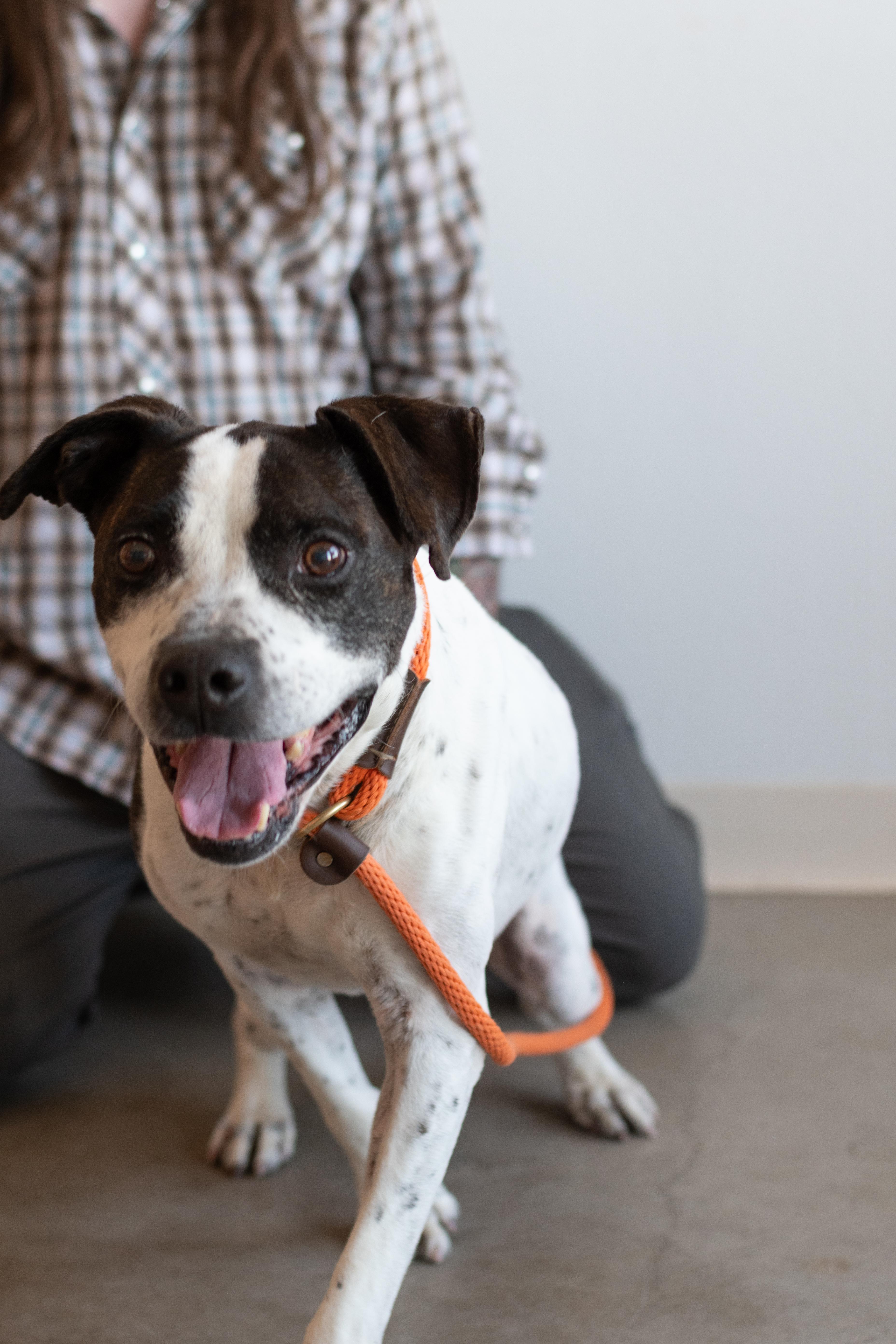 Zeus, a Adoptable mixed breed in Sterling, CO image 1/2