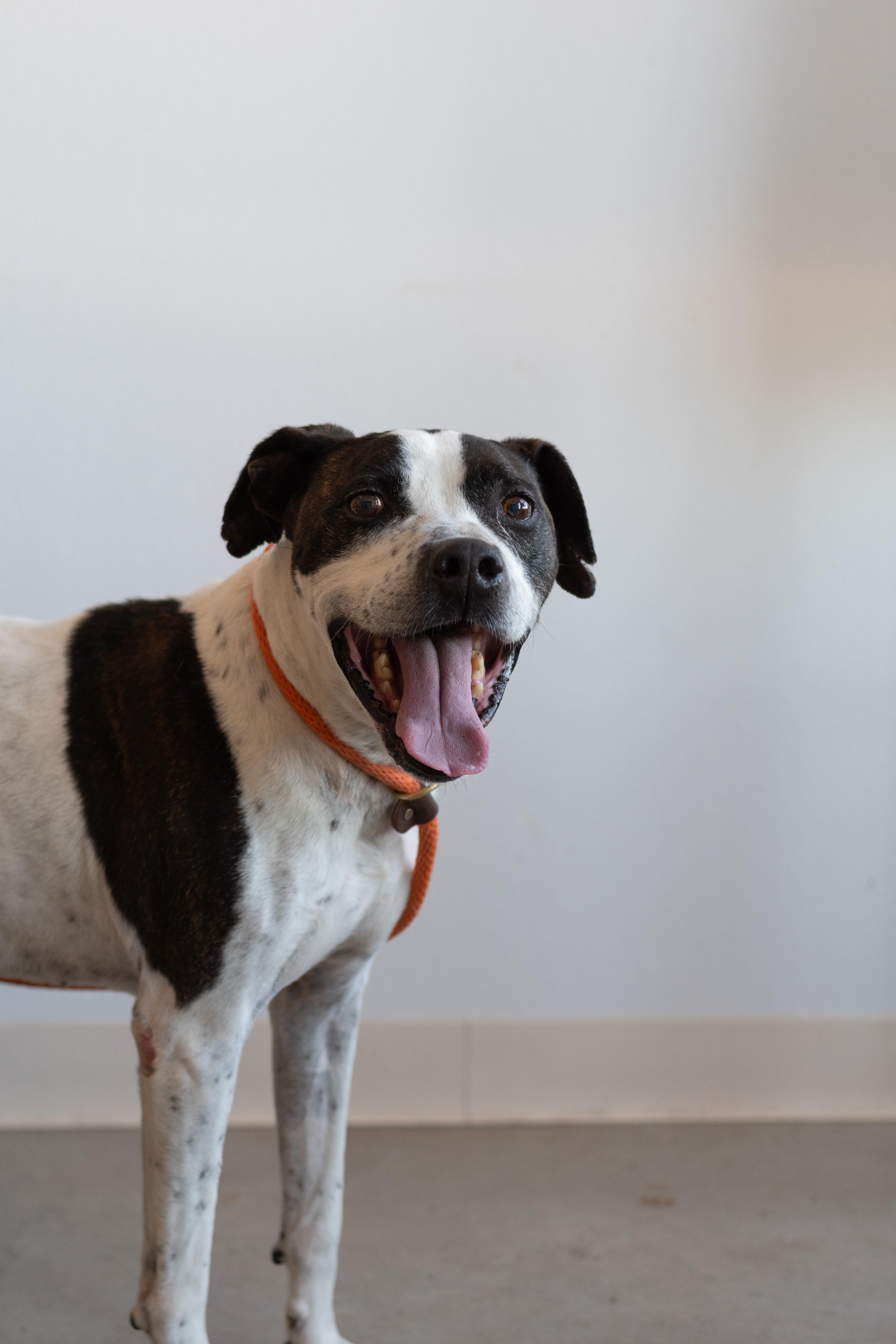 Zeus, a Adoptable mixed breed in Sterling, CO image 2/2