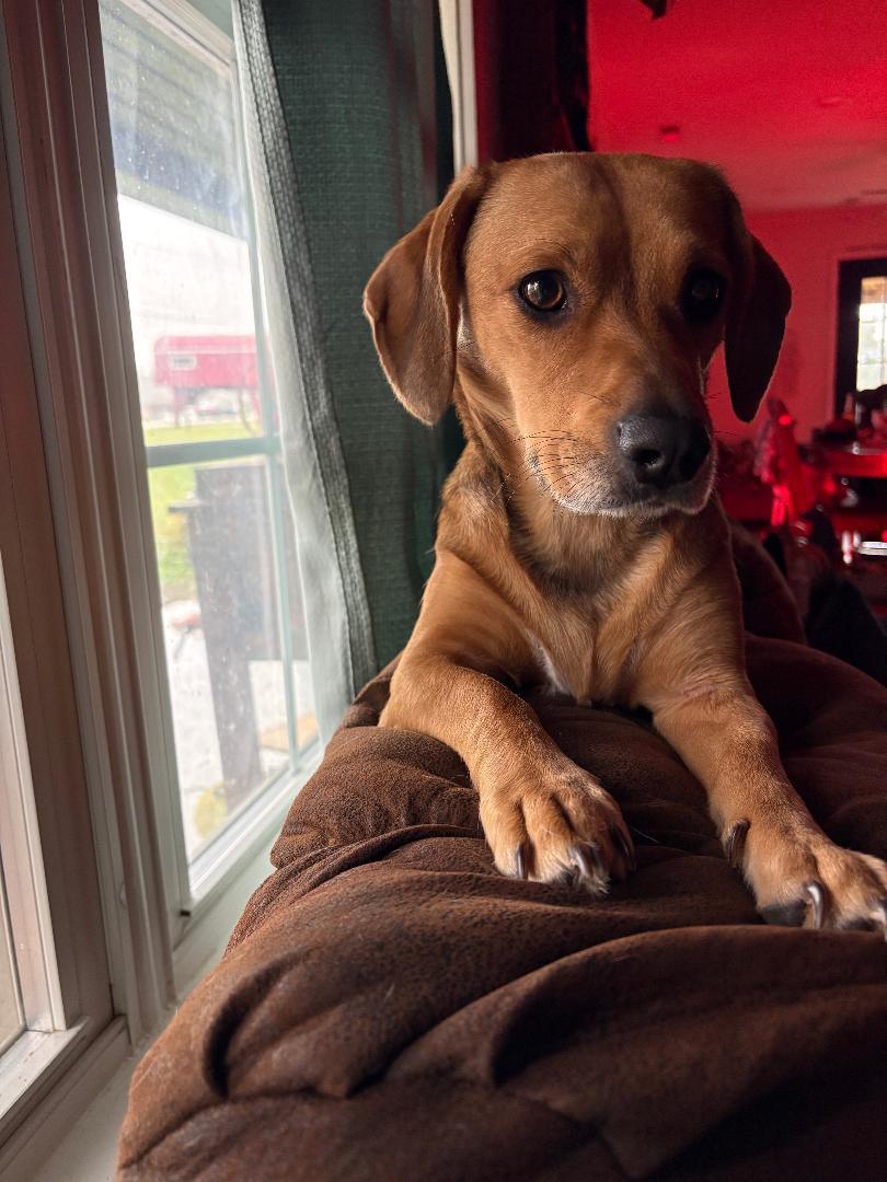 LEXI, Adopted, Young Female Dachshund & Basset Hound.