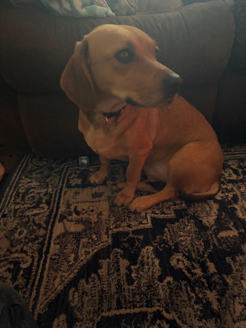 Enlarge LEXI, a Adopted mixed breed in Georgetown, KY image 3/5