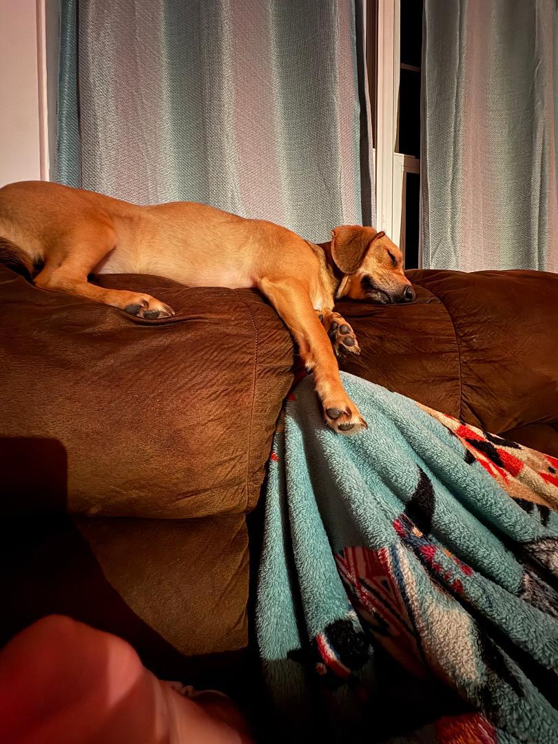 Enlarge LEXI, a Adopted mixed breed in Georgetown, KY image 4/5