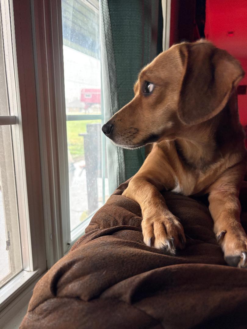 Enlarge LEXI, a Adopted mixed breed in Georgetown, KY image 5/5