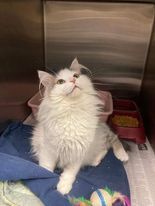 Micro Mac, Adopted, Young Male Domestic Long Hair.