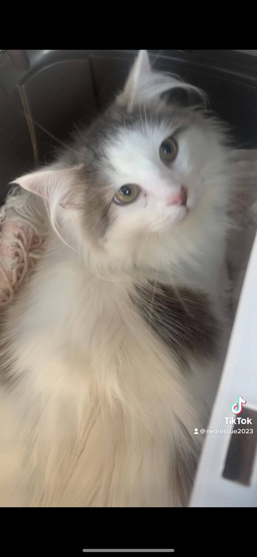 Enlarge Micro Mac, a Adopted Domestic Long Hair in Fredericksburg, VA image 2/4