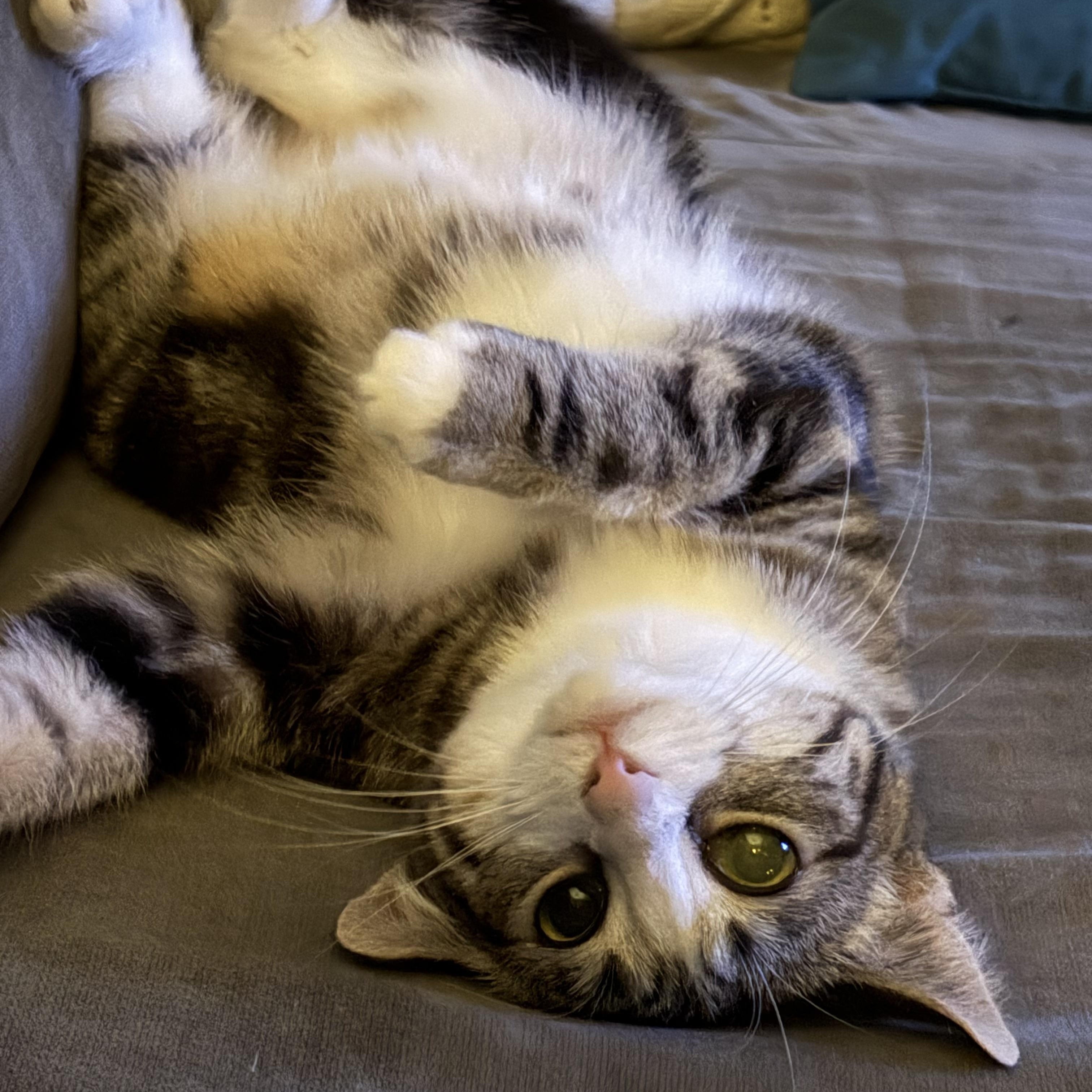 Shelly, ADOPTABLE, Young Female Tabby & Domestic Short Hair.