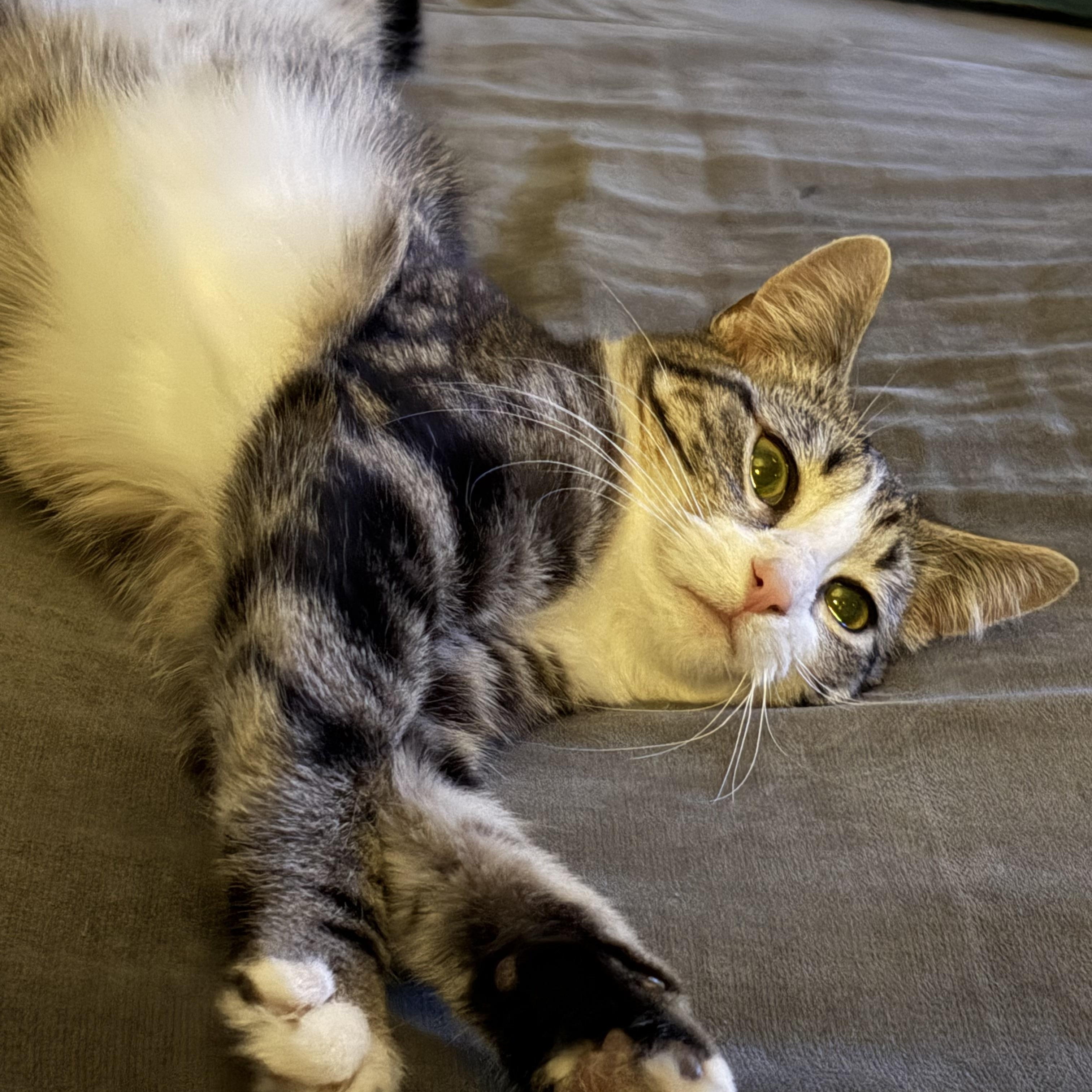 Enlarge Shelly, a ADOPTABLE mixed breed in Plain City, OH image 3/6