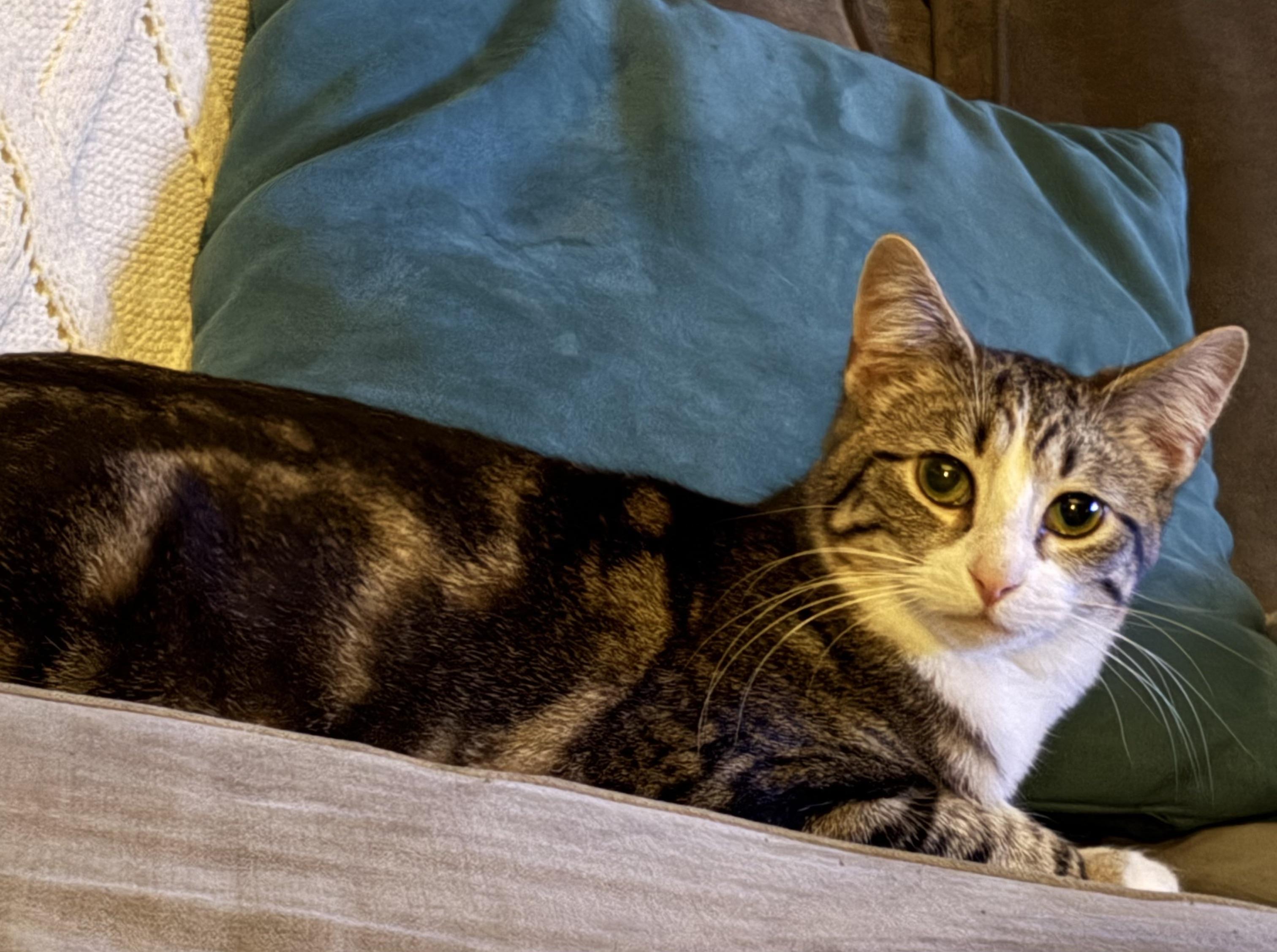 Enlarge Shelly, a ADOPTABLE mixed breed in Plain City, OH image 4/6