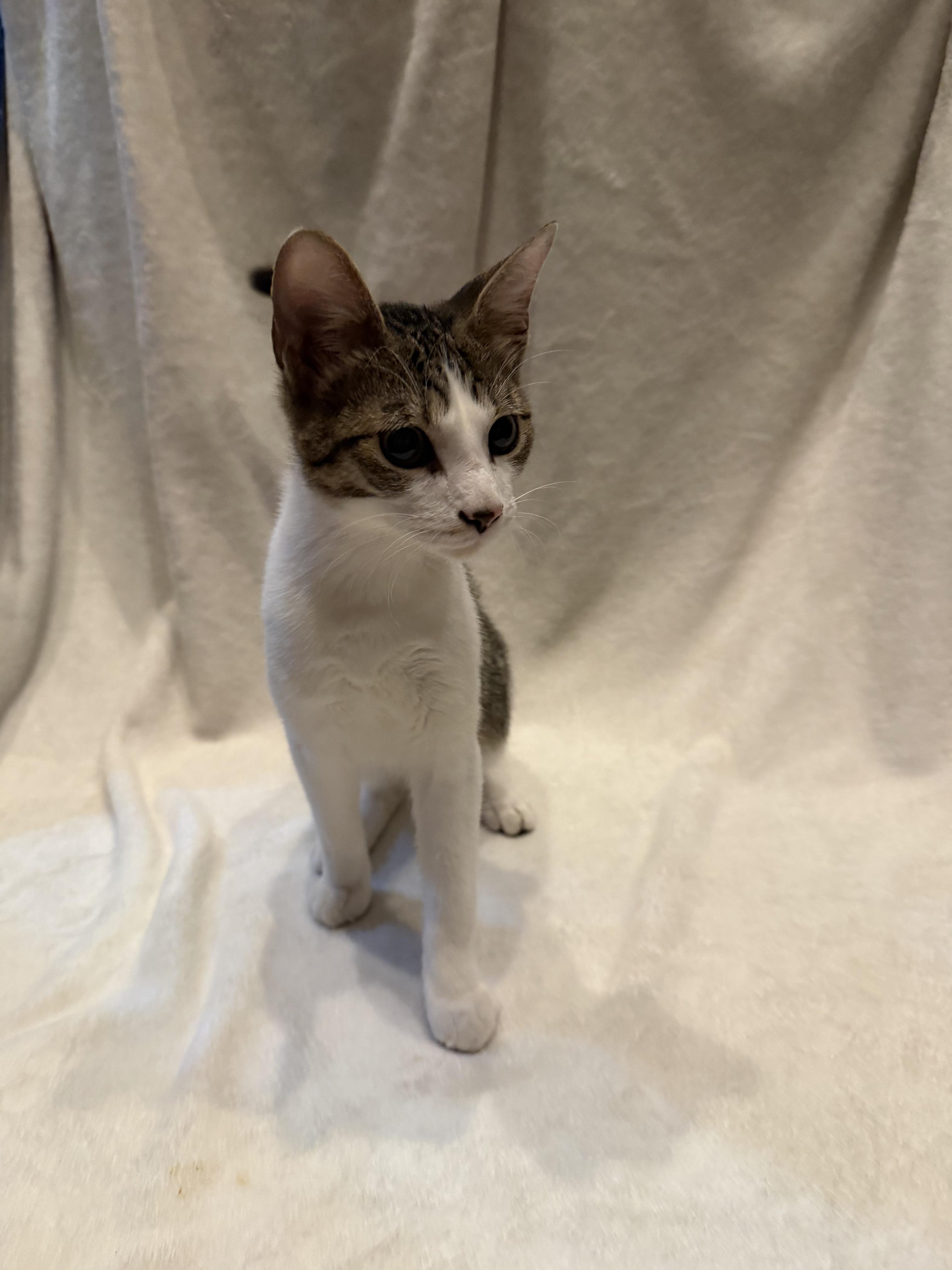 Miso, a Adoptable Domestic Short Hair in Cordova, TN image 3/3