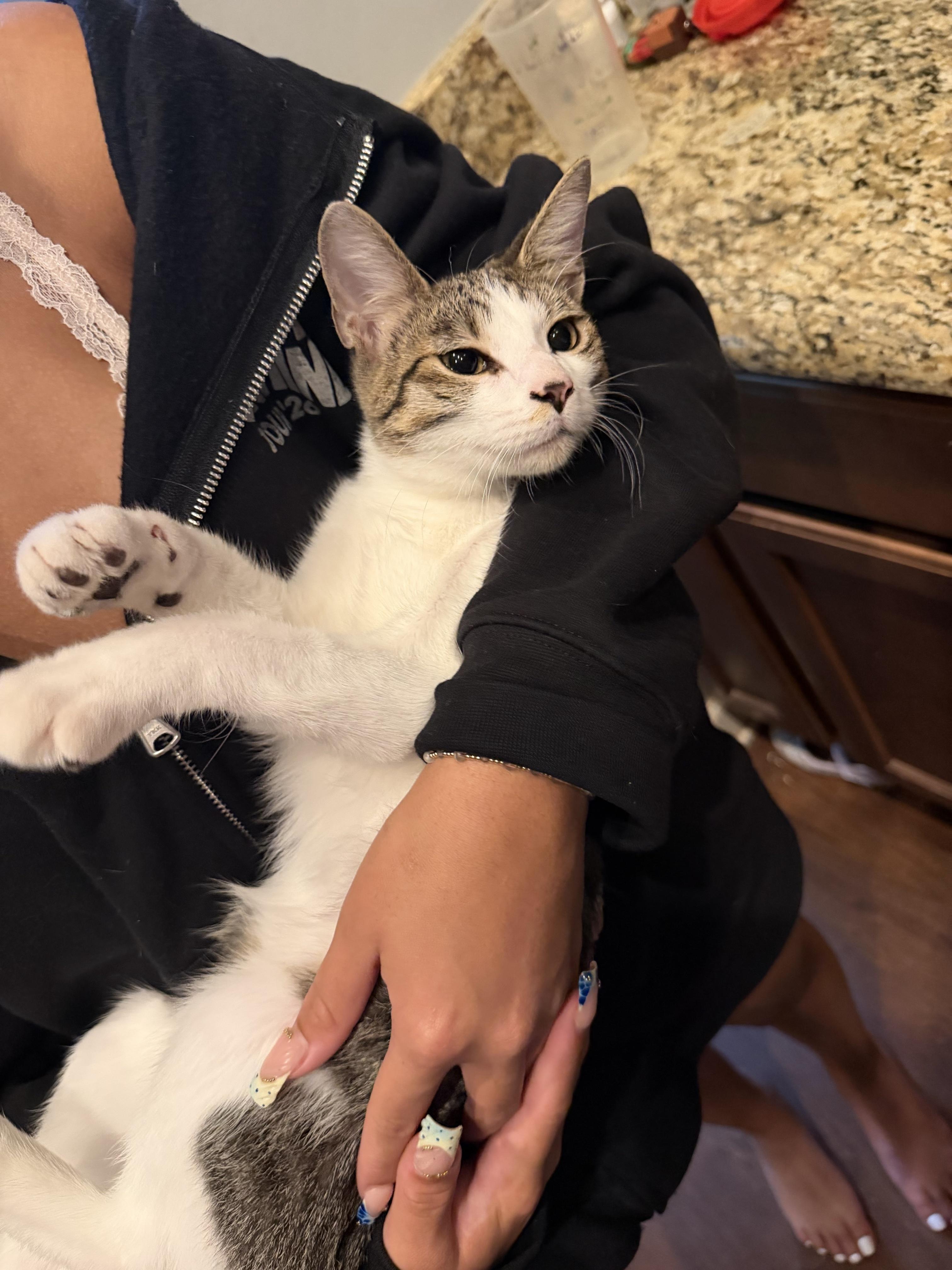 Miso, a Adoptable Domestic Short Hair in Cordova, TN image 1/3