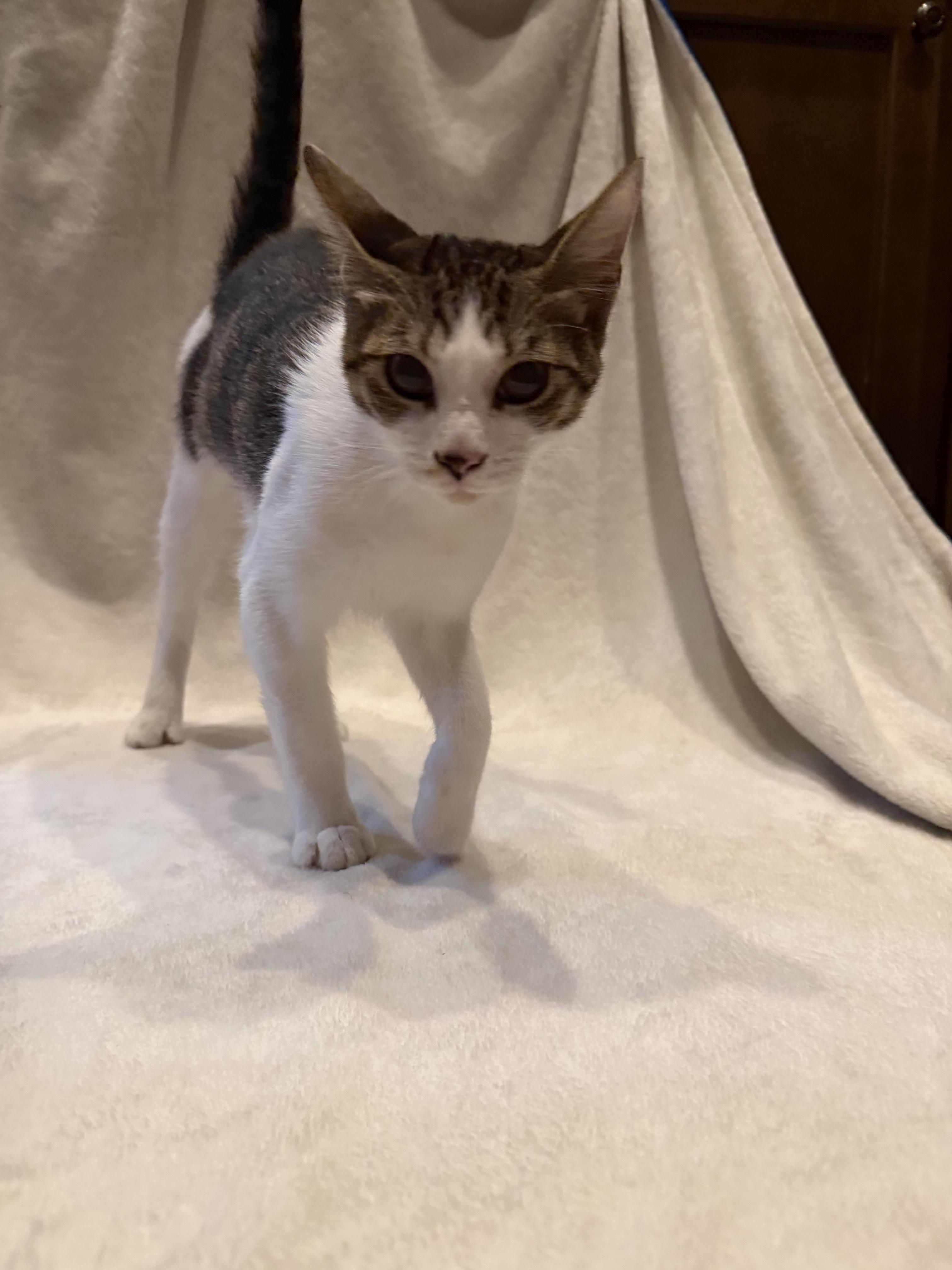 Miso, a Adoptable Domestic Short Hair in Cordova, TN image 2/3