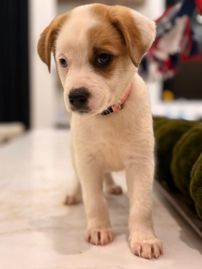 Enlarge Tina (SNL Comedian litter), an adoptable mixed breed in Mount Juliet, TN image 6/6