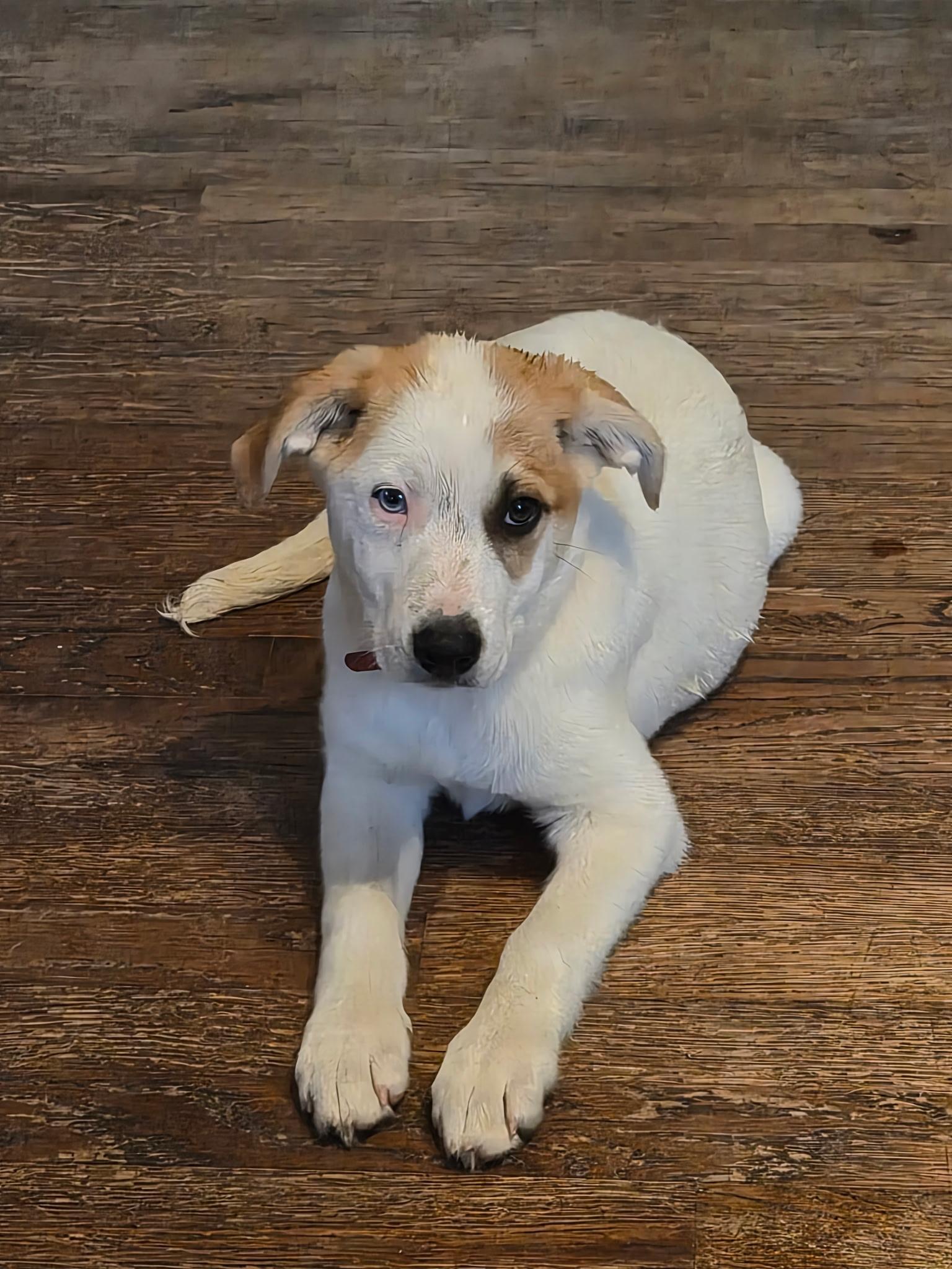 Enlarge Tina (SNL Comedian litter), an adoptable mixed breed in Mount Juliet, TN image 5/6
