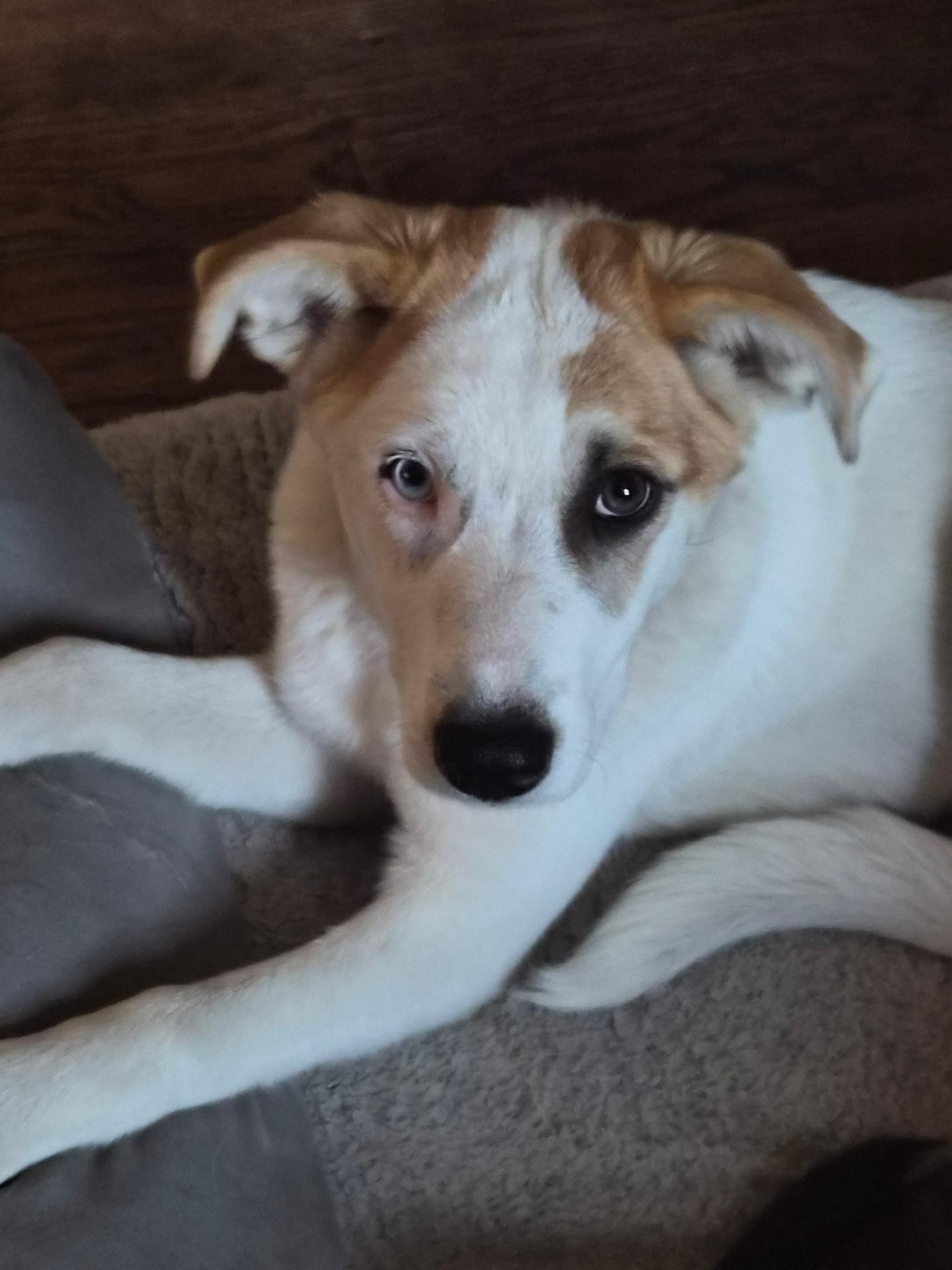 Enlarge Tina (SNL Comedian litter), an adoptable mixed breed in Mount Juliet, TN image 1/6