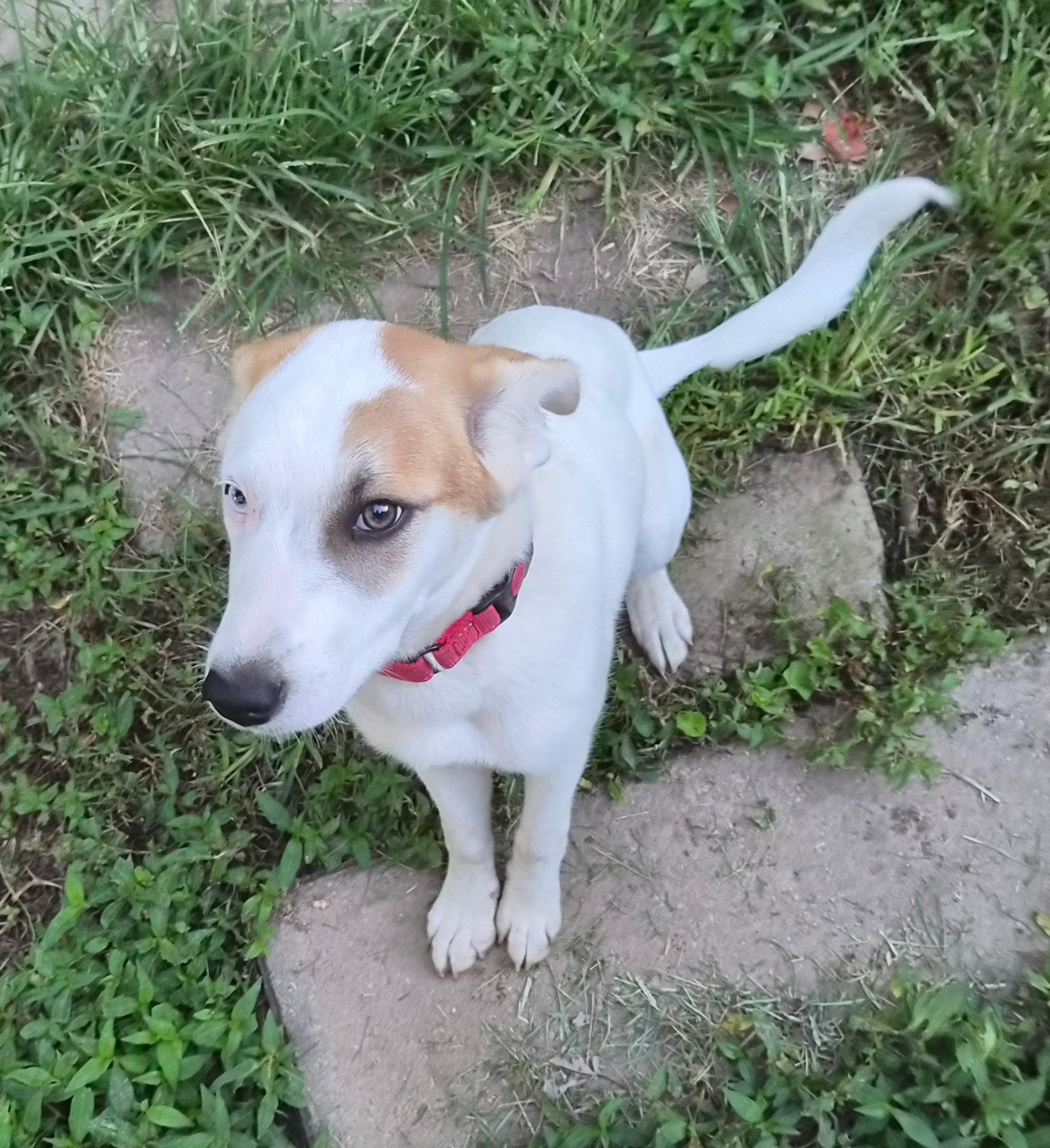Enlarge Tina (SNL Comedian litter), an adoptable mixed breed in Mount Juliet, TN image 2/6