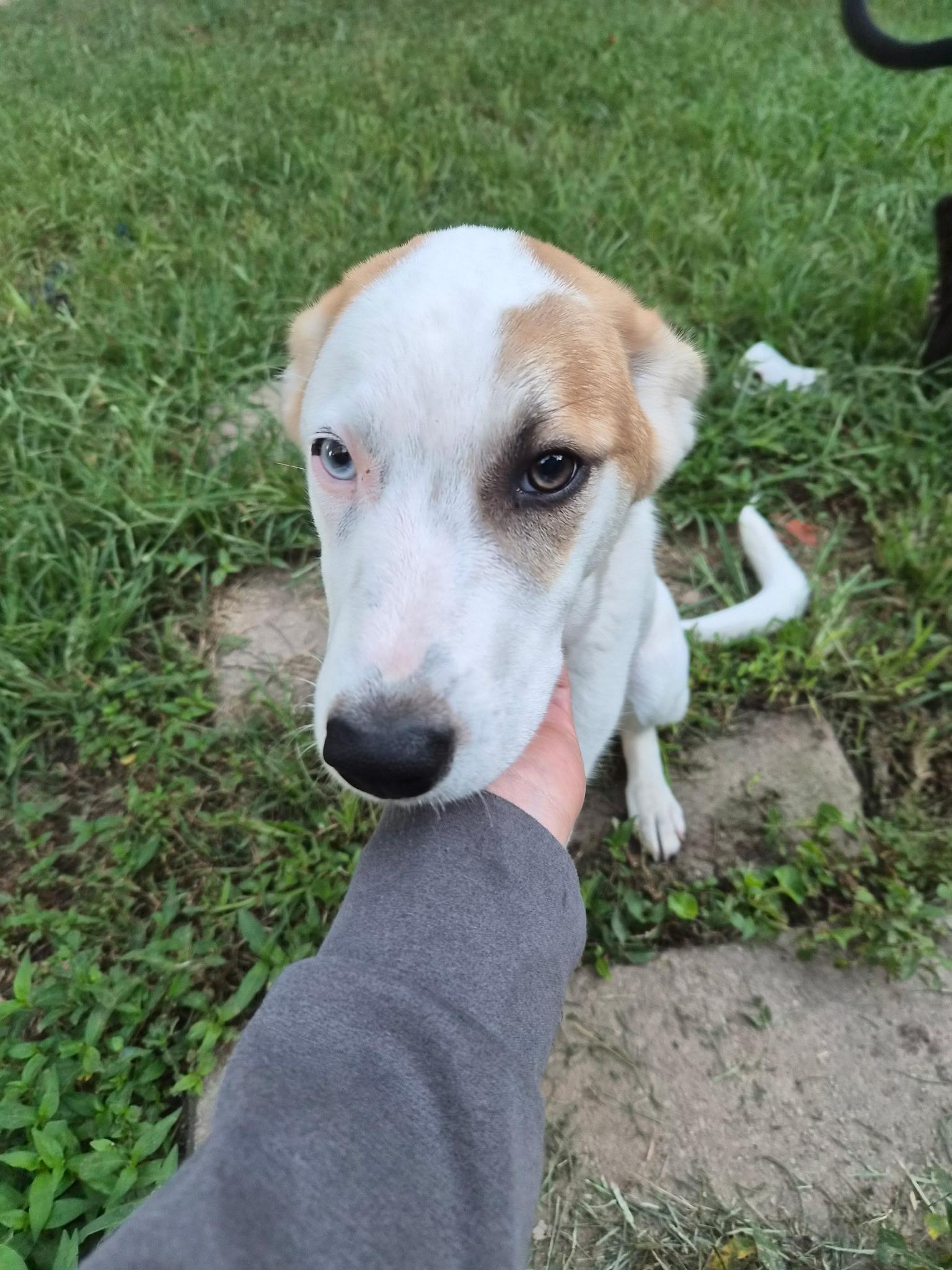Enlarge Tina (SNL Comedian litter), an adoptable mixed breed in Mount Juliet, TN image 3/6