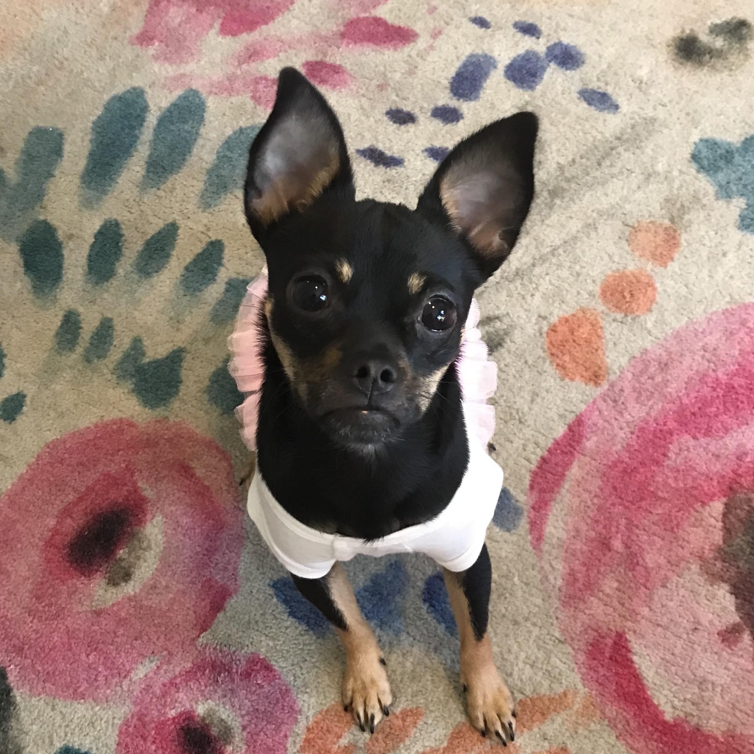 Nina, Adoptable, Puppy Female Chihuahua.