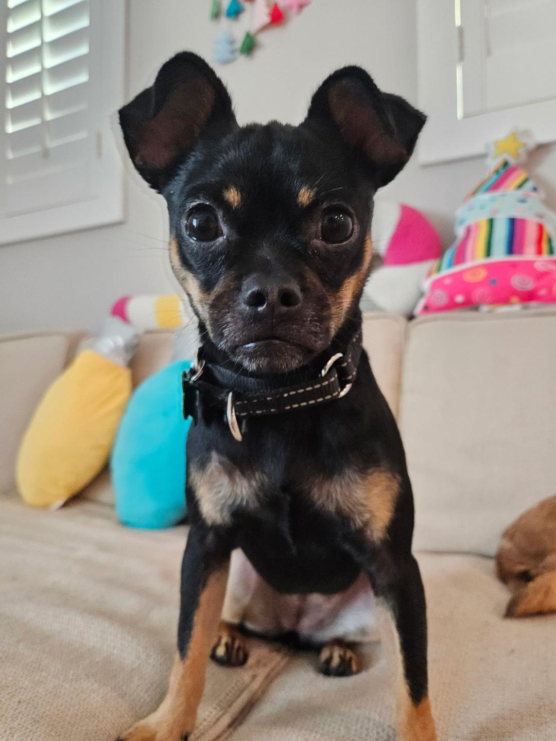 Nina, a Adoptable mixed breed in Los Angeles, CA image 2/6