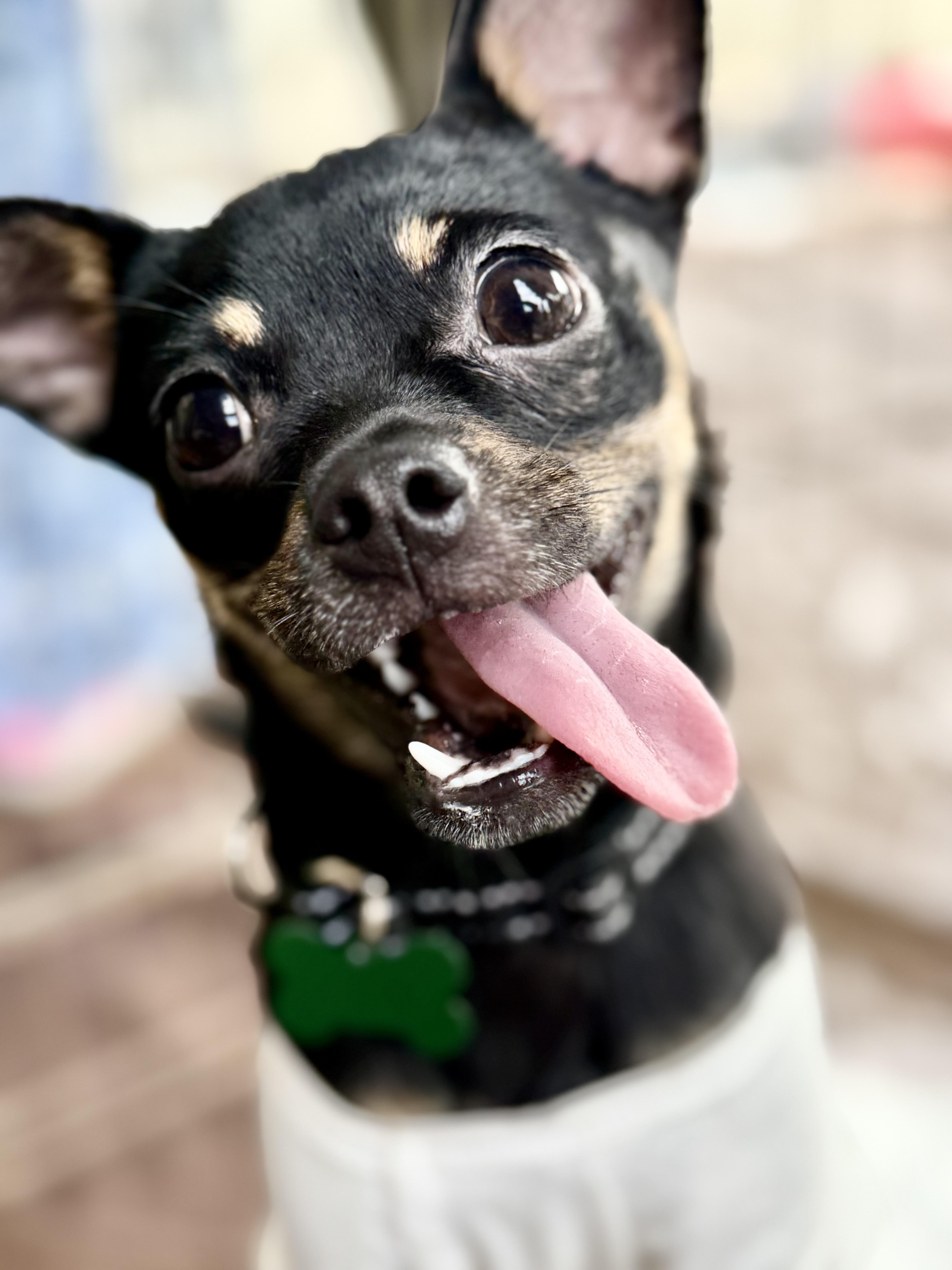 Nina, a Adoptable mixed breed in Los Angeles, CA image 3/6