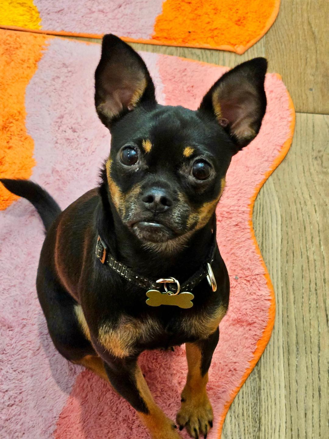 Nina, a Adoptable mixed breed in Los Angeles, CA image 4/6