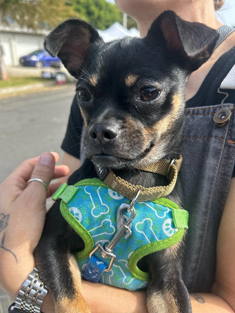 Nina, a Adoptable mixed breed in Los Angeles, CA image 5/6