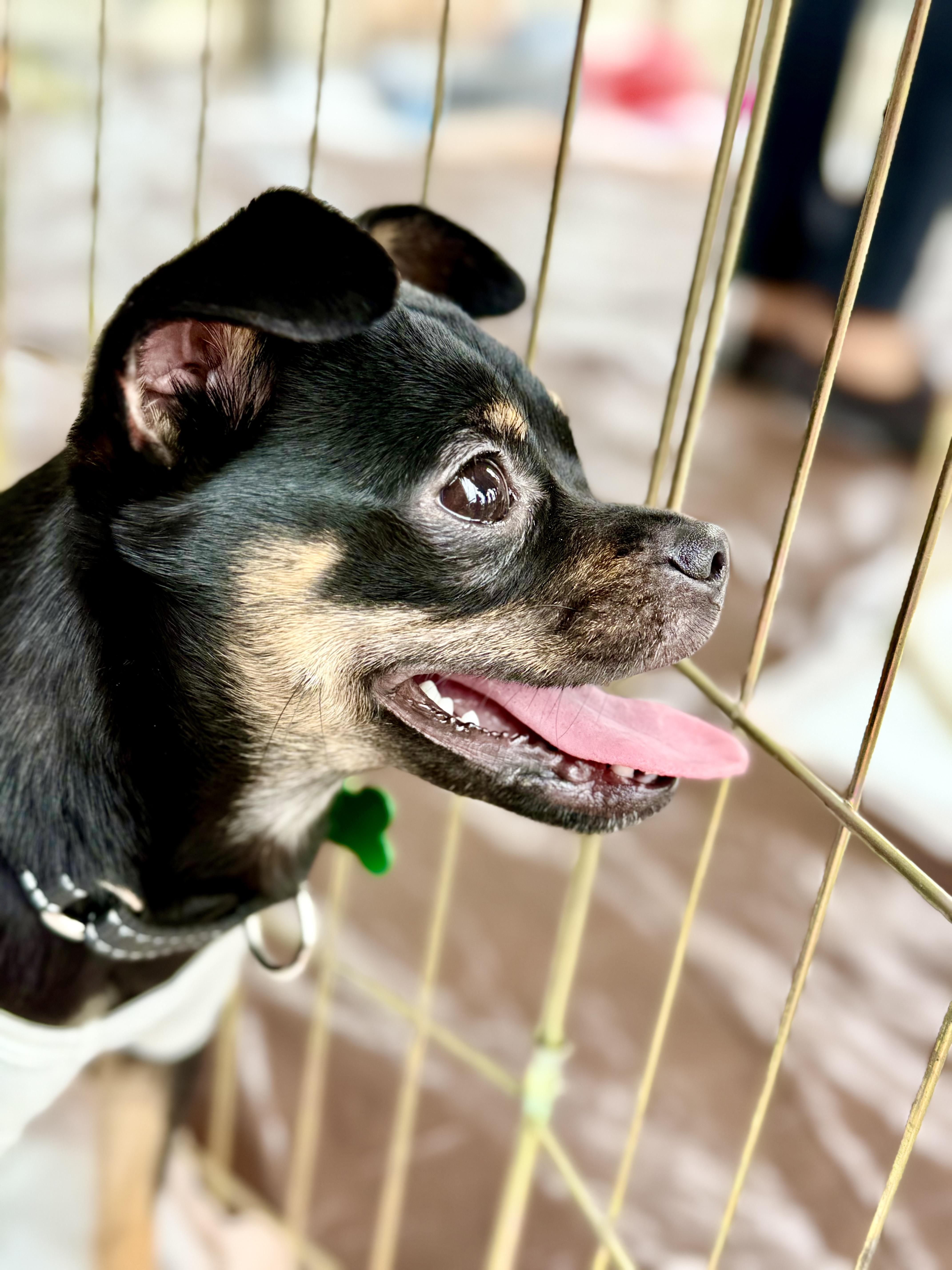 Nina, a Adoptable mixed breed in Los Angeles, CA image 6/6