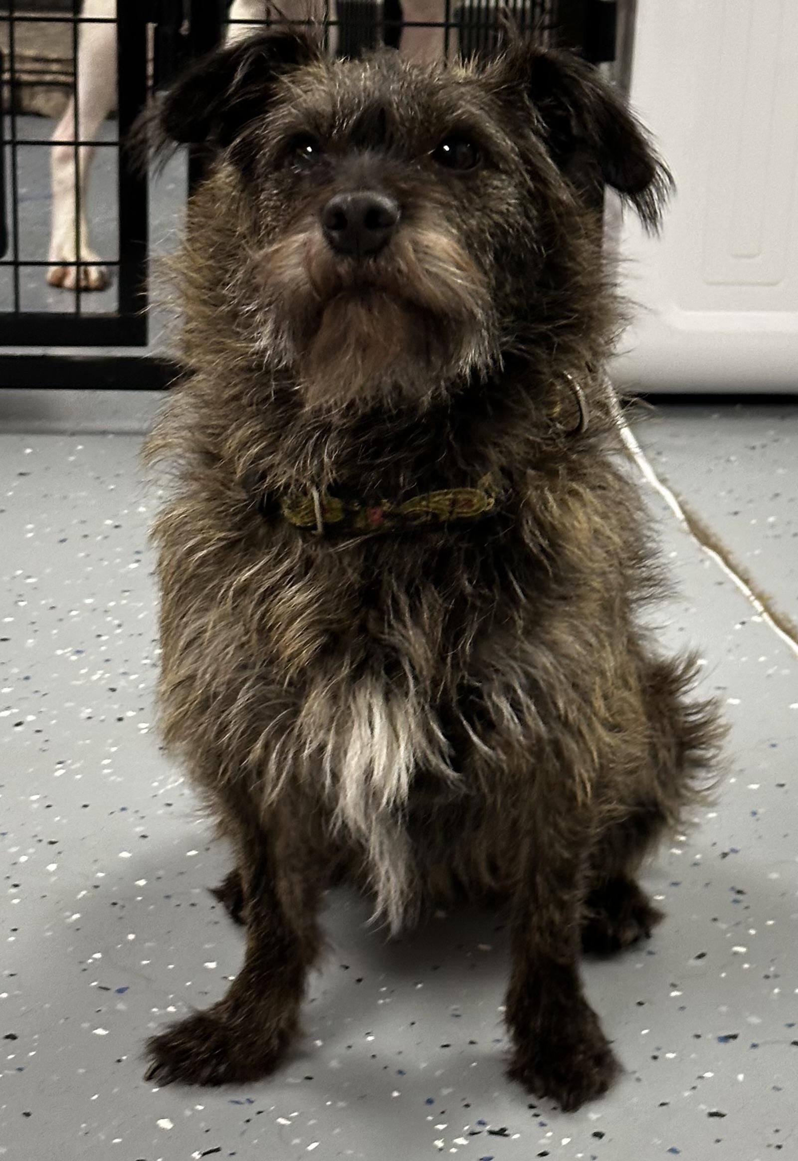 Cricket, adopted, Adult Female Australian Cattle Dog / Blue Heeler.