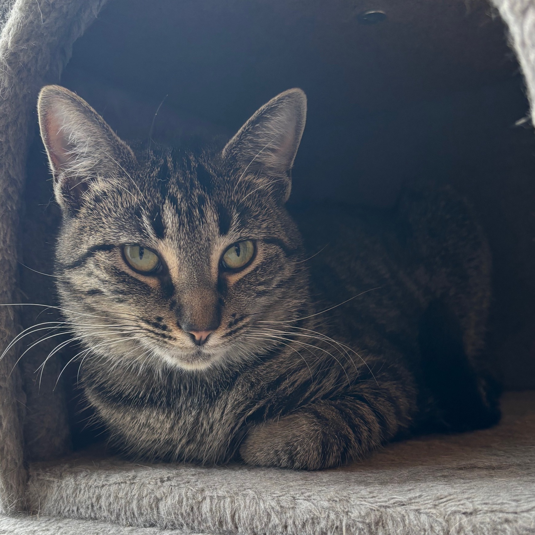Marbles (Lil Cat)
