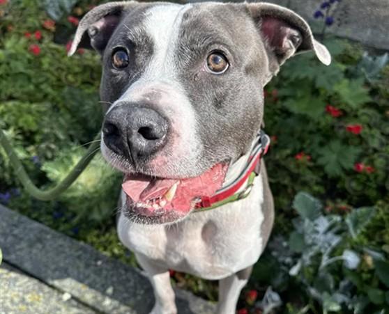 OHLIN, Adoptable, Adult Male American Bulldog & Mixed Breed.