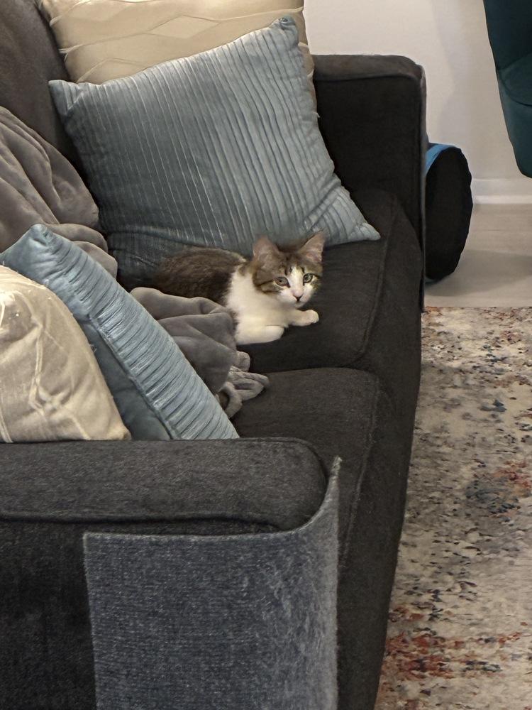 Sam (The Tripod) — thumbnail 3