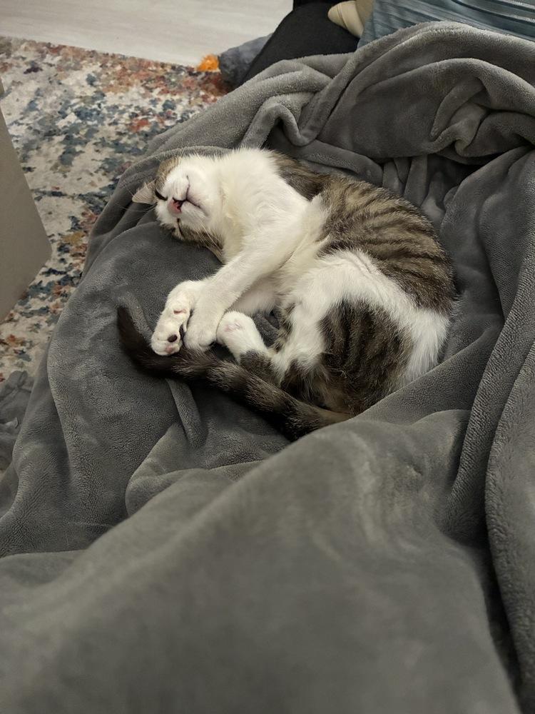 Sam (The Tripod) — thumbnail 4