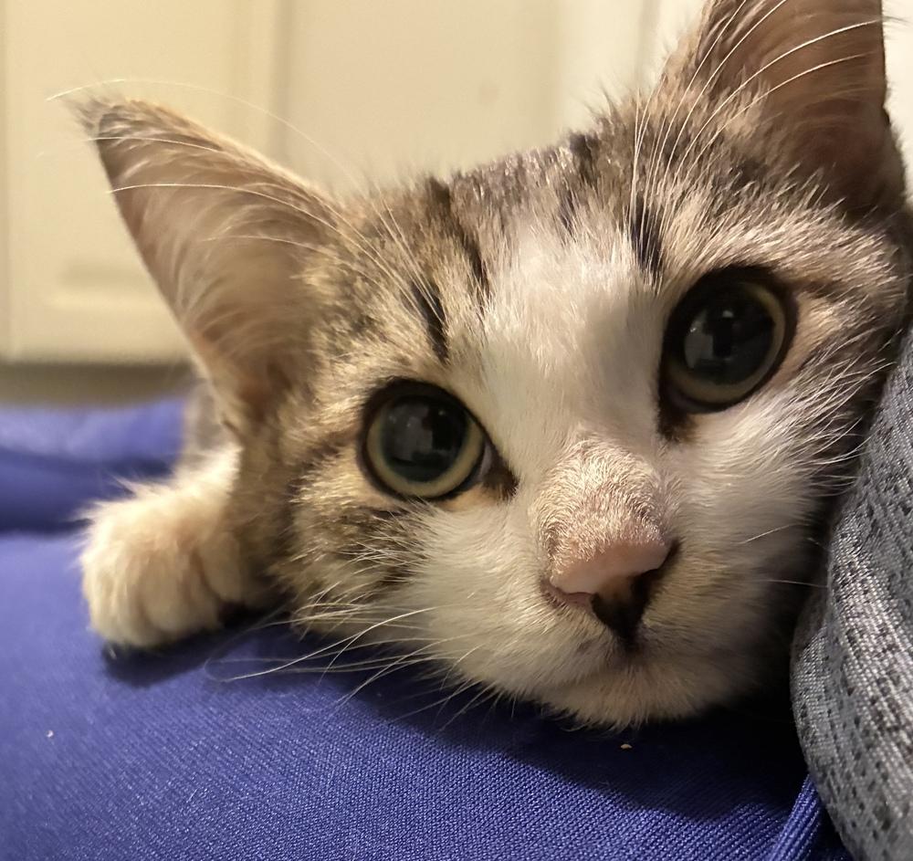 Sam (The Tripod) — thumbnail 5