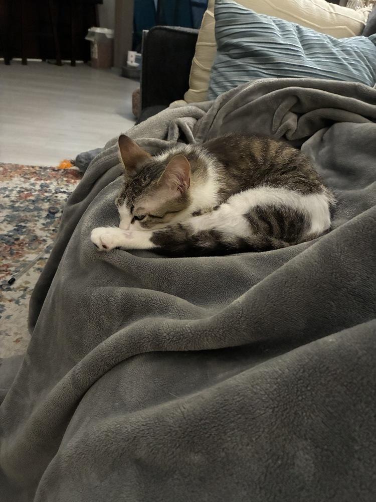 Sam (The Tripod) — thumbnail 6