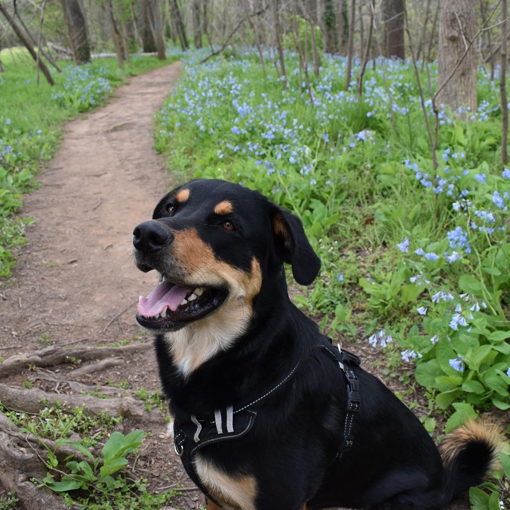 Zimmer — thumbnail 3