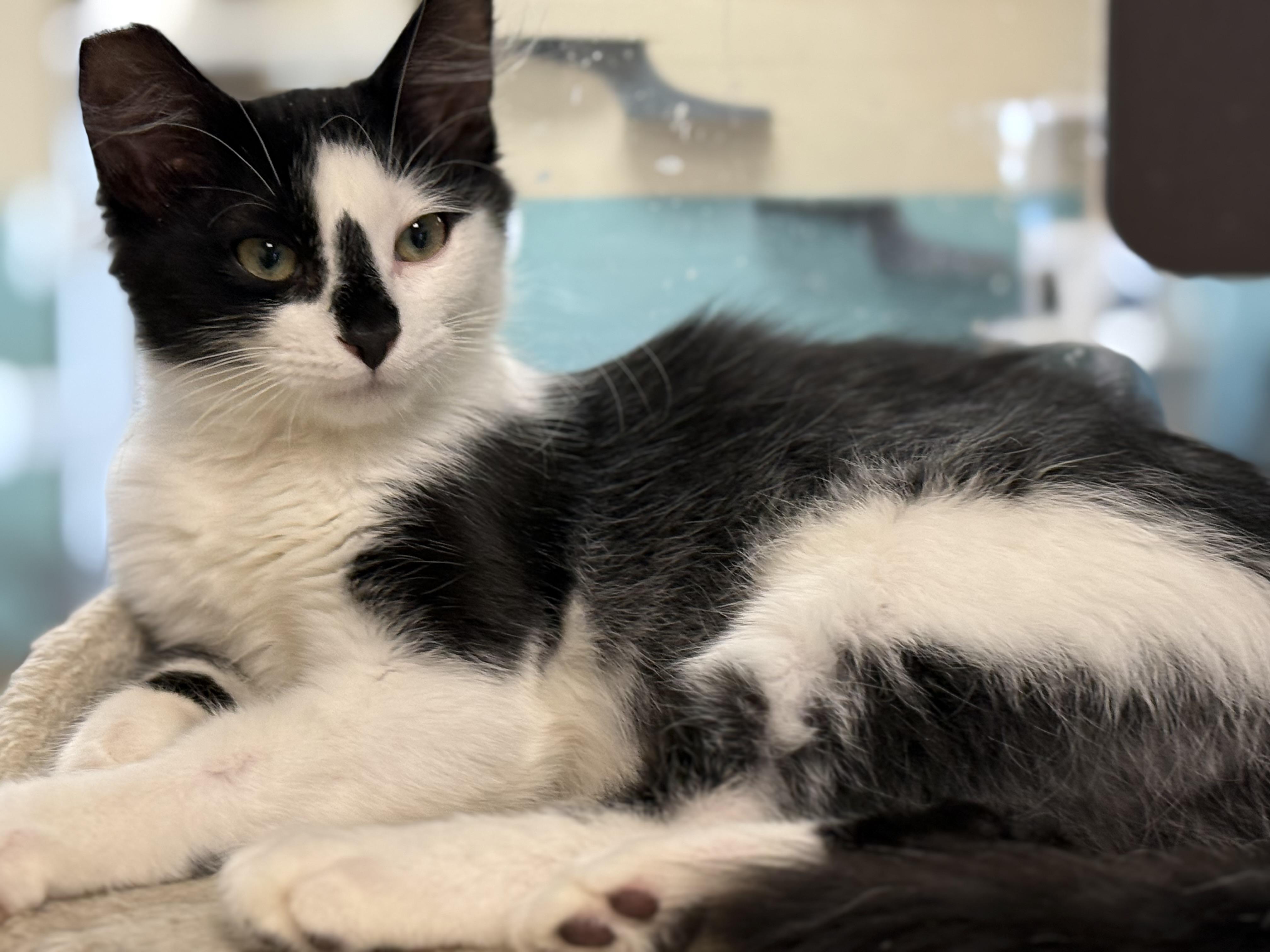 Raspberry, adopted, Kitten Male Domestic Medium Hair.