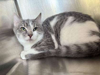 Trixie, Adoptable, Kitten Female Domestic Short Hair & Domestic Short Hair.