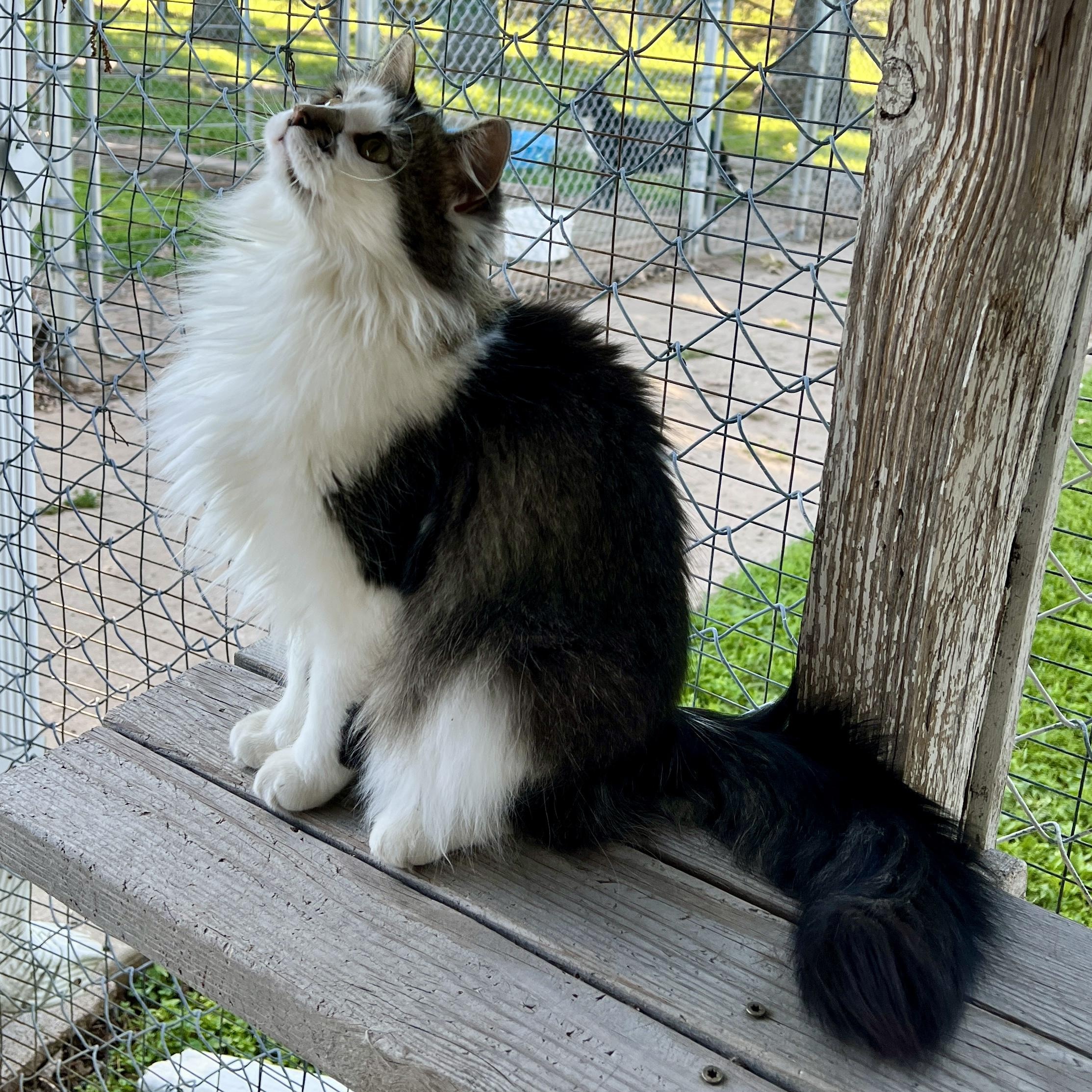 Enlarge Gertie, an adoptable Domestic Medium Hair in Jamestown, ND image 2/4