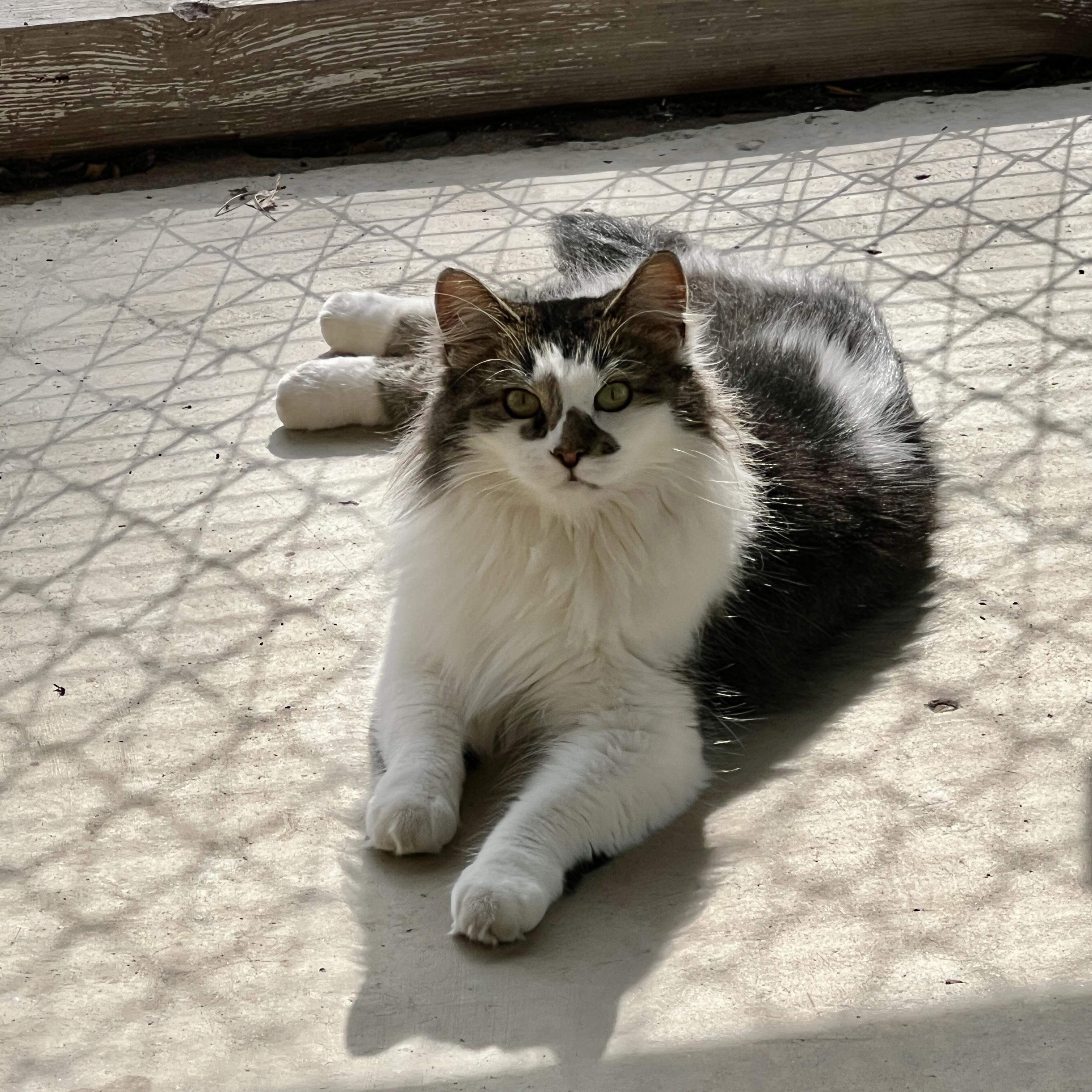 Enlarge Gertie, an adoptable Domestic Medium Hair in Jamestown, ND image 4/4