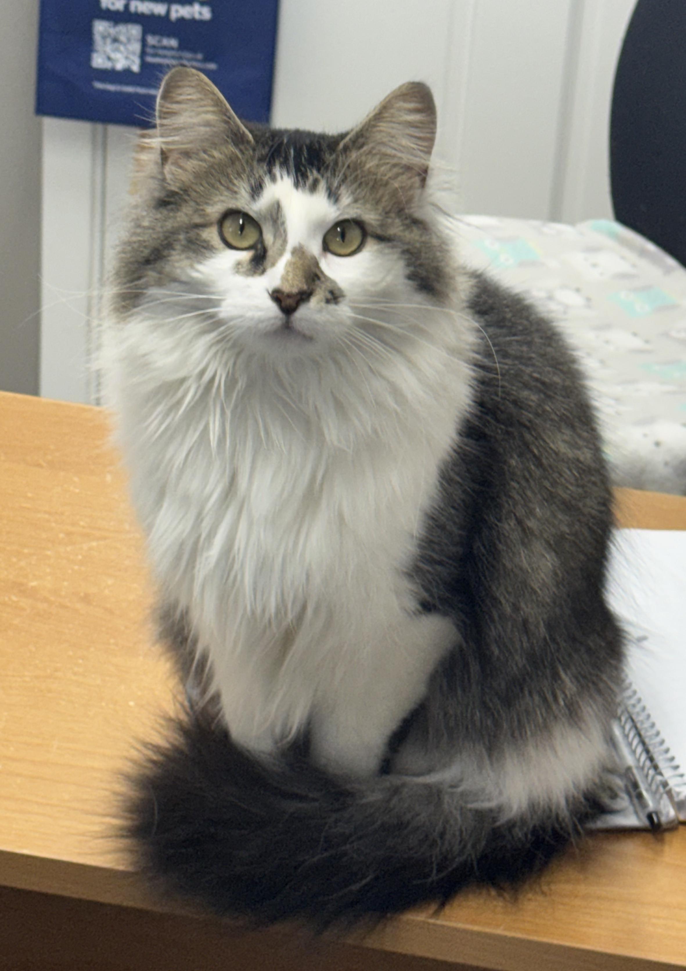 Enlarge Gertie, an adoptable Domestic Medium Hair in Jamestown, ND image 1/2