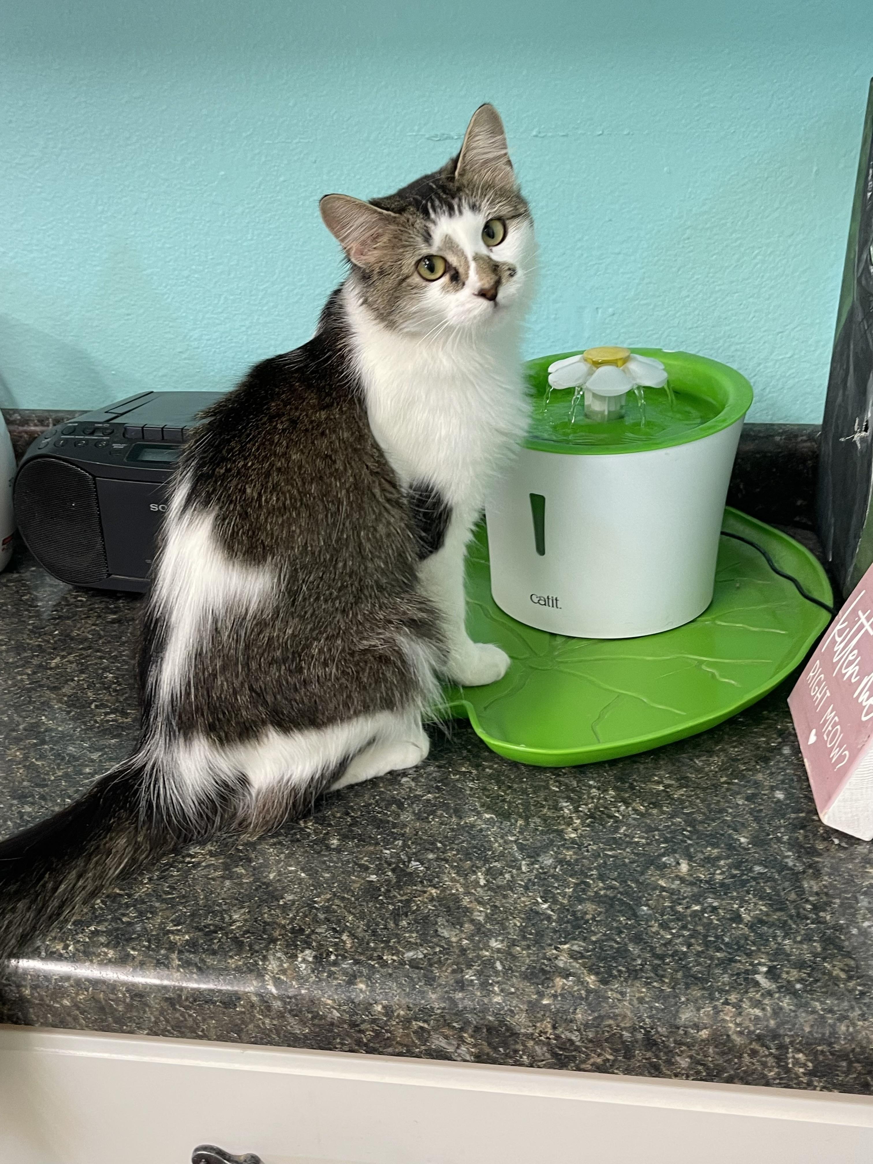 Enlarge Gertie, an adoptable Domestic Medium Hair in Jamestown, ND image 2/2