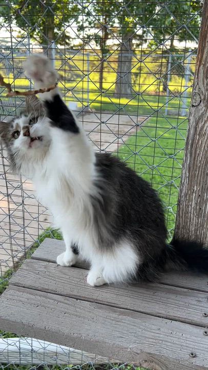 Enlarge Gertie, an adoptable Domestic Medium Hair in Jamestown, ND video 3/4