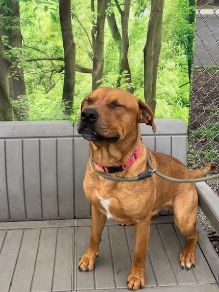 Enlarge Tomato, a ADOPTABLE mixed breed in Phoenix, OR image 2/4