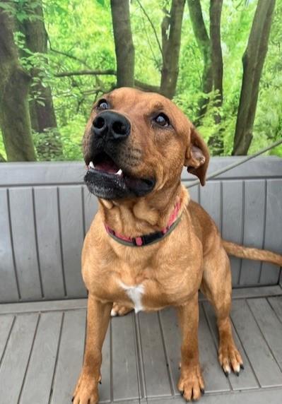 Enlarge Tomato, a ADOPTABLE mixed breed in Phoenix, OR image 4/4