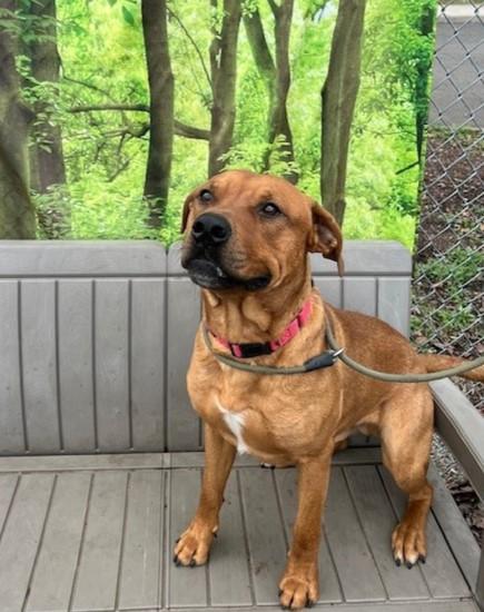 Enlarge Tomato, a ADOPTABLE mixed breed in Phoenix, OR image 3/4